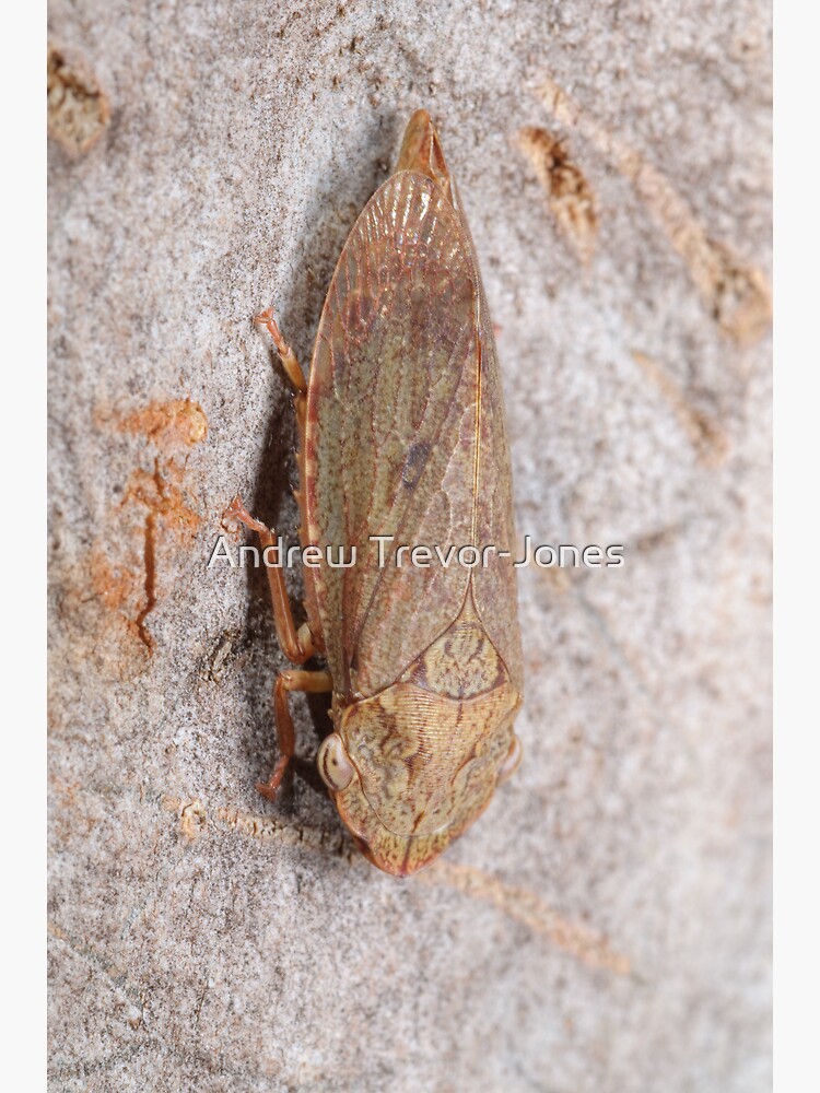 Black flat-head leafhopper by andrewtj