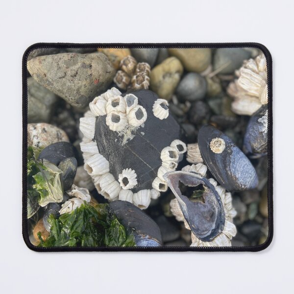 Item preview, Rocks Shells & Barnacles  designed and sold by midlifehag.