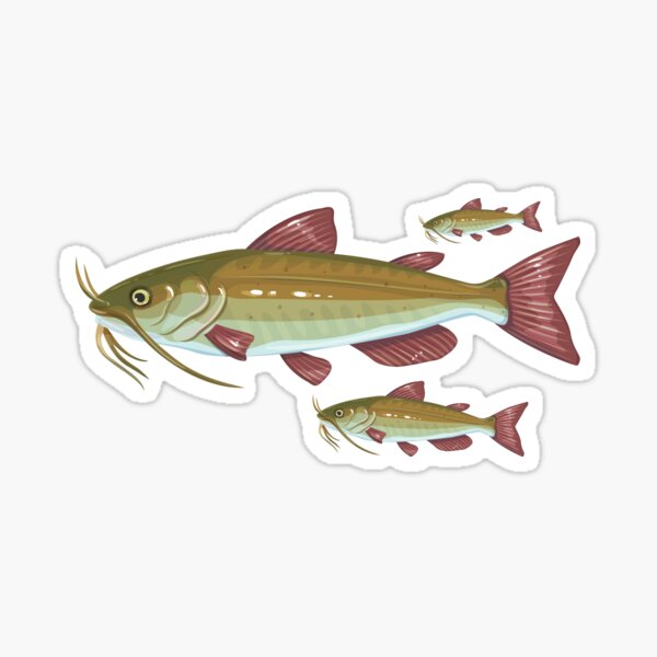 Flathead Catfish Fish Sticker Fishing Noodling Vinyl Decal Car Truck Boat