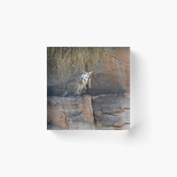 Item preview, A rock wallaby peering over a ledge, with grasses above him. designed and sold by EAnneH.