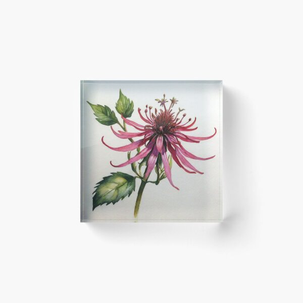 Item preview, Monarda designed and sold by Lachrymosa.