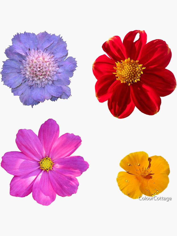 Garden Flowers by ColourCottage