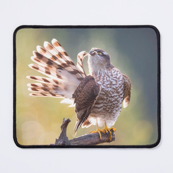 Item preview, Sparrowhawk #1 designed and sold by Dominika Aniola.