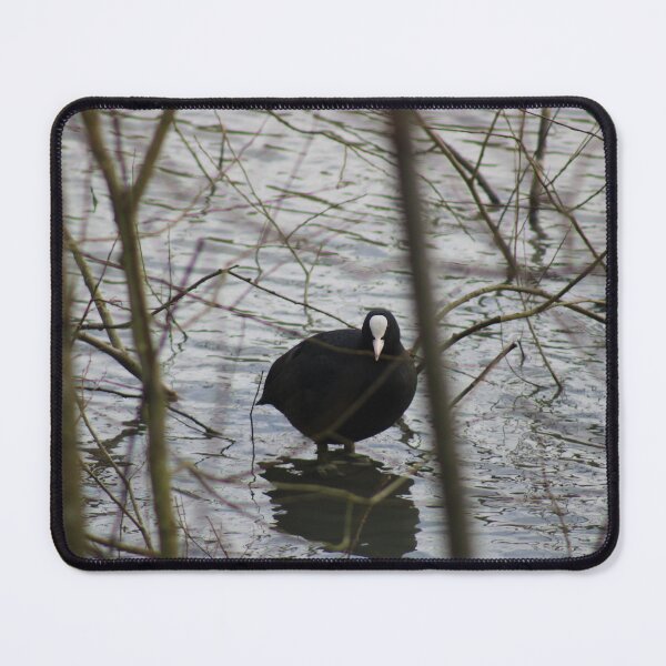 Item preview, Coot bird designed and sold by Colourful Wonderful.