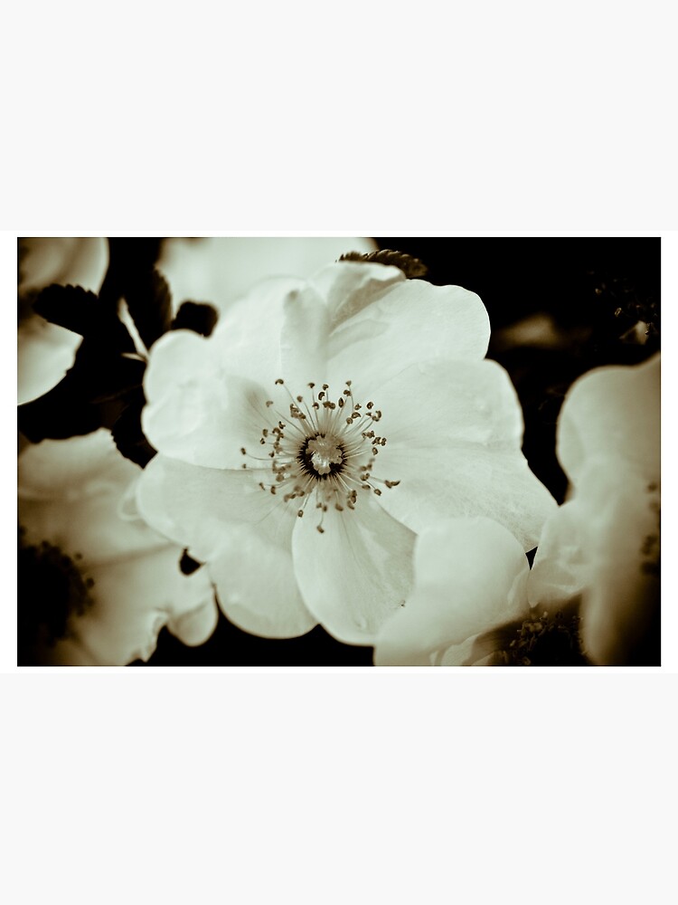 Wild Roses by gardenpictures
