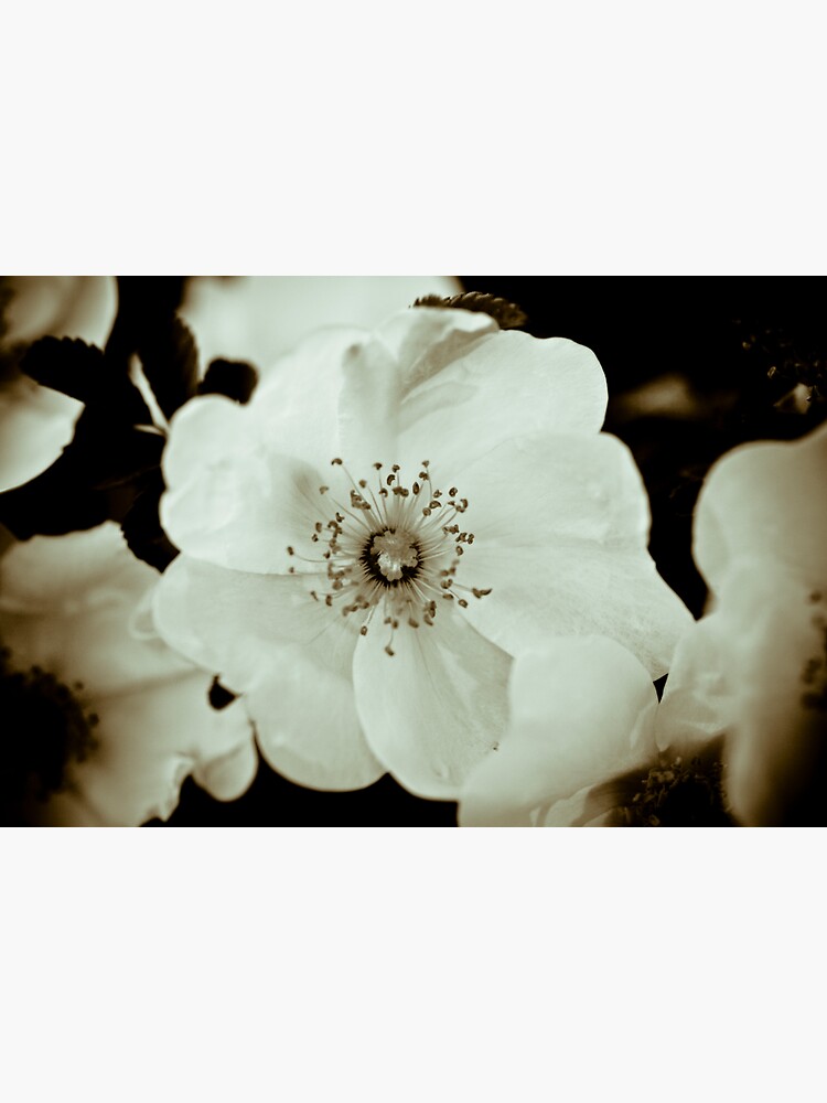 Wild Roses by gardenpictures