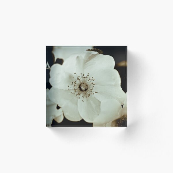 Wild Roses Acrylic Block