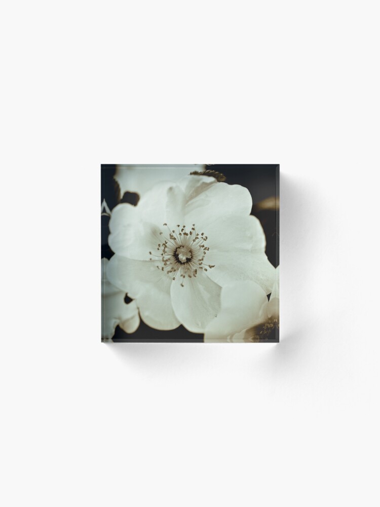 Alternate view of Wild Roses Acrylic Block