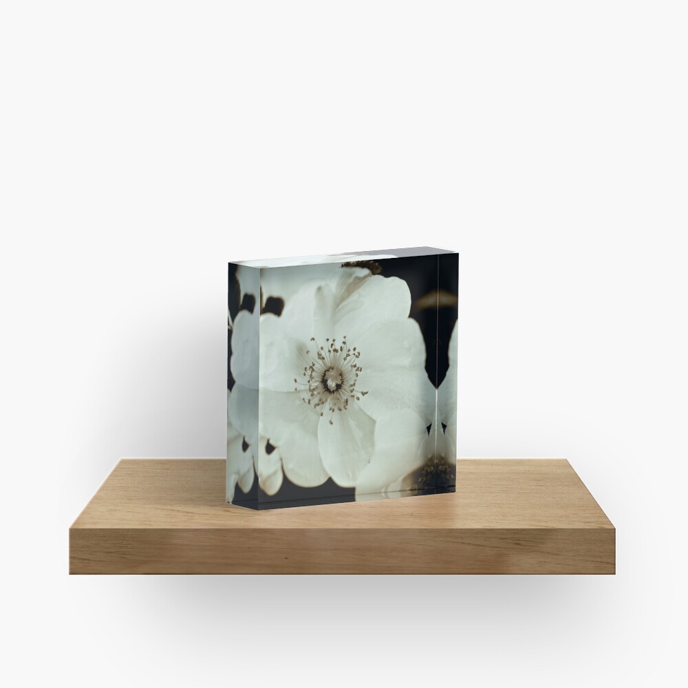 Wild Roses Acrylic Block