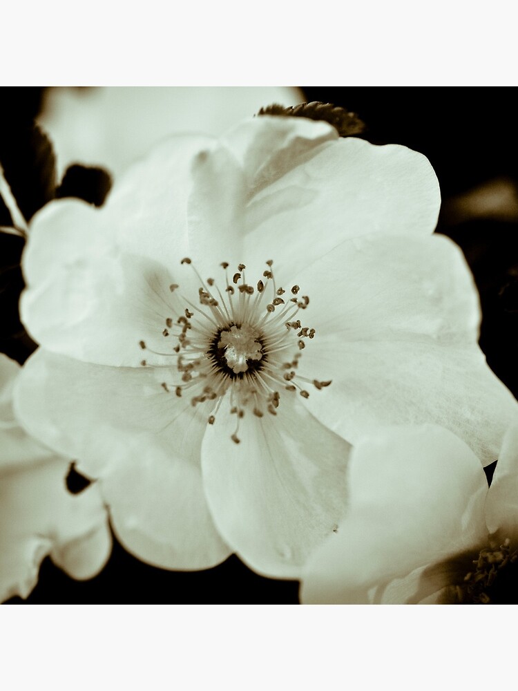 Wild Roses by gardenpictures