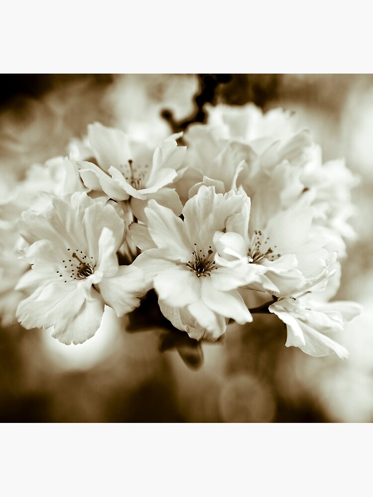 Sakura by gardenpictures