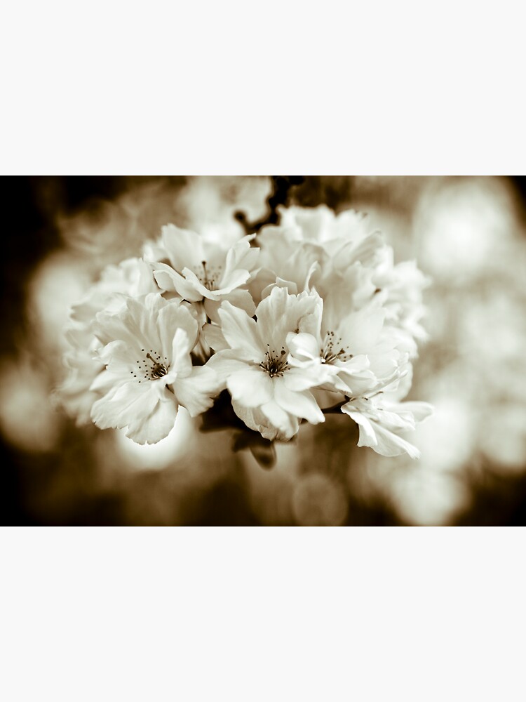 Sakura by gardenpictures