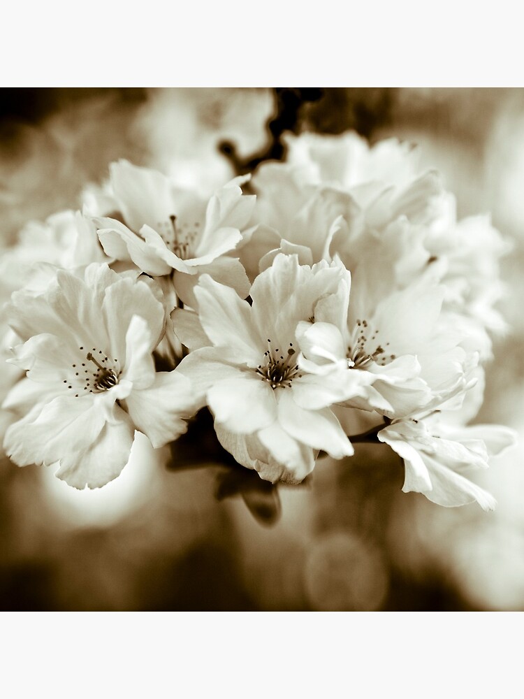Sakura by gardenpictures