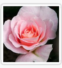 Rose flower Sticker