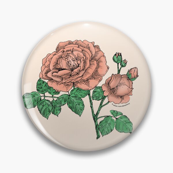 Item preview, Apricot Globular Rose Bloom Full 26-40 Petals In 3+ Rows designed and sold by Rachael Taylor.