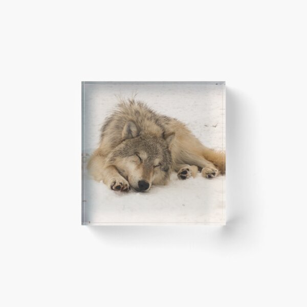 Item preview, Sleeping Male Timber Wolf designed and sold by CheekyChameleon.
