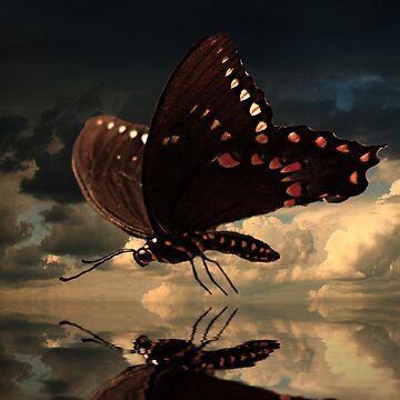 Artwork thumbnail, Le Butterfly by believer9