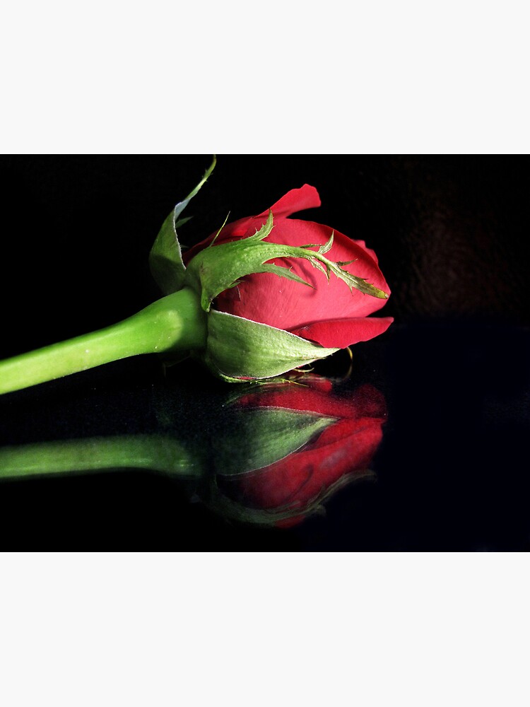 Thumbnail 3 of 3, Poster, A single rose designed and sold by believer9.