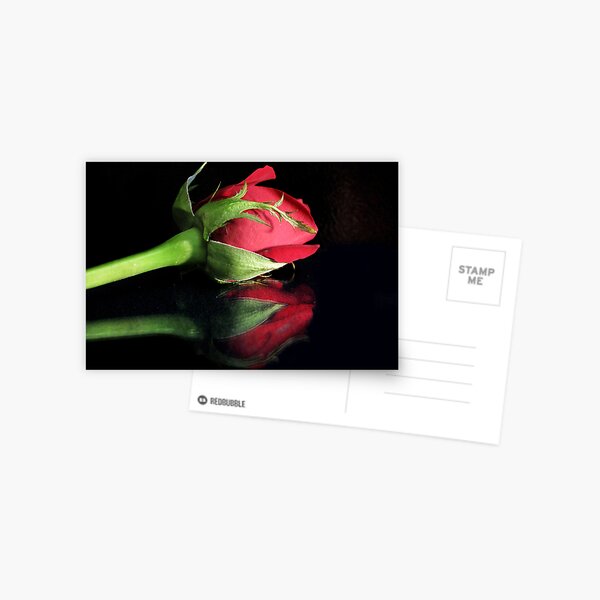 A single rose Postcard