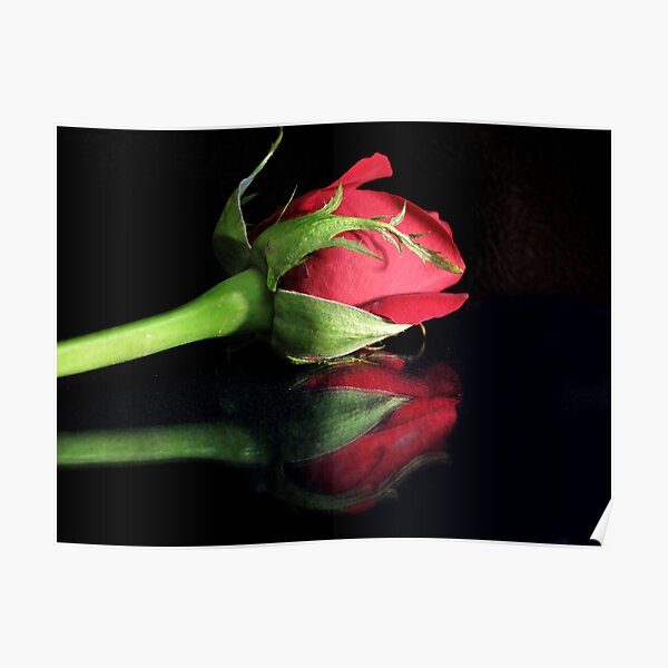 A single rose Poster