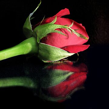 Artwork thumbnail, A single rose by believer9