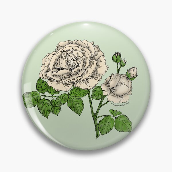 Item preview, Cream Globular Rose Bloom Full 26-40 Petals In 3+ Rows designed and sold by Rachael Taylor.