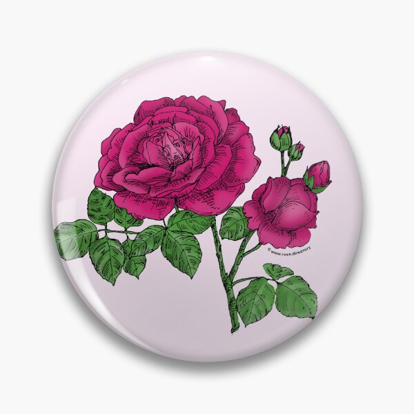 Item preview, Deep Pink Globular Rose Bloom Full 26-40 Petals In 3+ Rows designed and sold by Rachael Taylor.