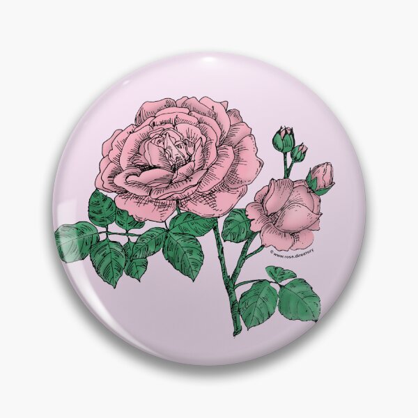 Item preview, Light Pink Globular Rose Bloom Full 26-40 Petals In 3+ Rows designed and sold by Rachael Taylor.
