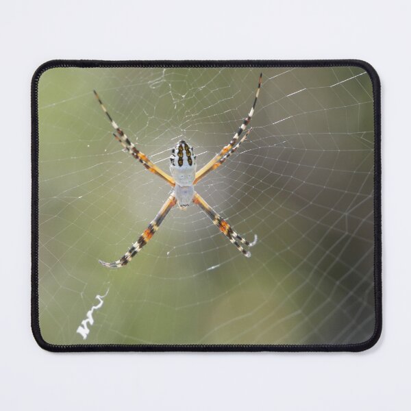 Item preview, Silver Orb Weaver designed and sold by Faith-B-Photos.