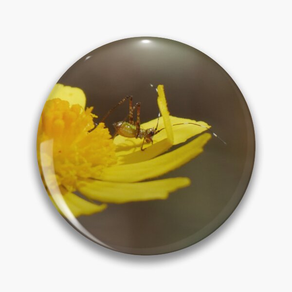 Item preview, Baby Katydid designed and sold by Faith-B-Photos.