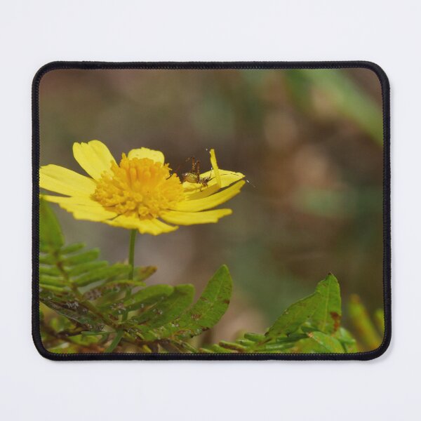 Item preview, Baby Katydid designed and sold by Faith-B-Photos.