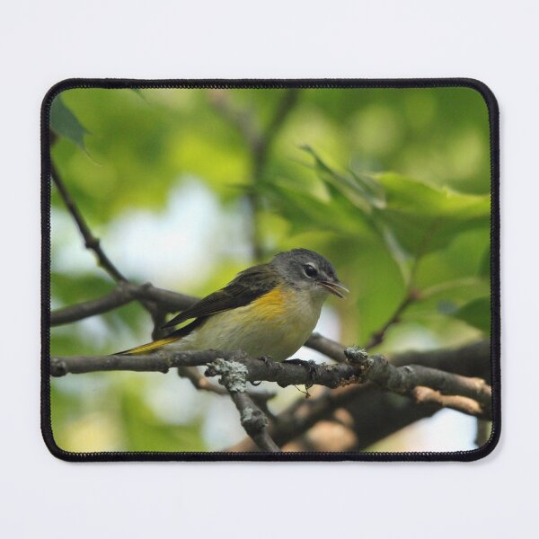 Item preview, Female American Redstart designed and sold by Debbie Oppermann.
