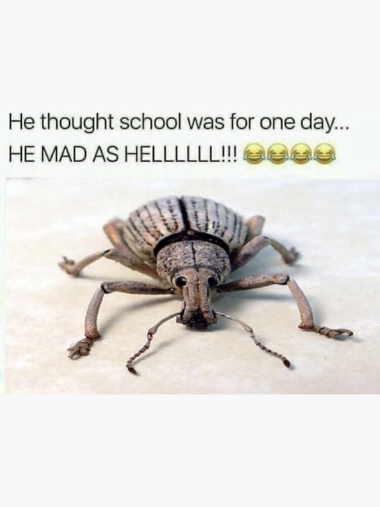 He Thought School Was For One Day Weevil
