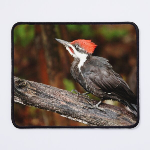 Item preview, Pileated Woodpecker designed and sold by Debbie Oppermann.