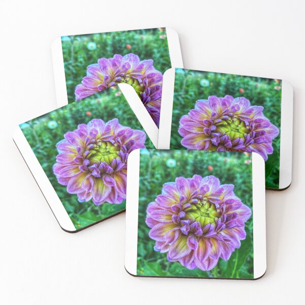 Item preview, New Seedling Dahlia designed and sold by Cody  Johansen.