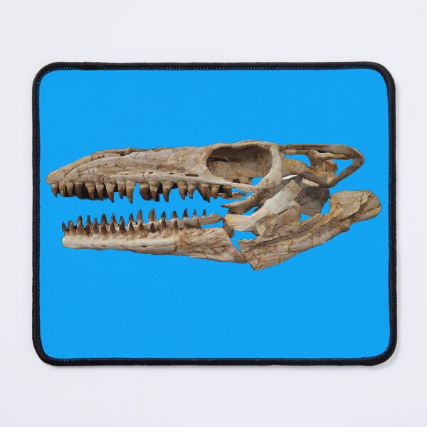 Item preview, Mosasaurus fossilized skull designed and sold by Creative Endeavors ..