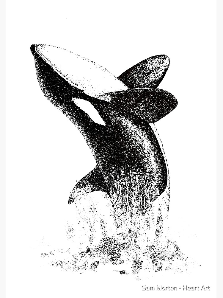 Spout Orca Whale