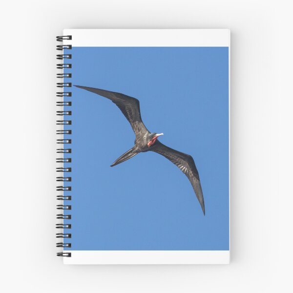 Item preview, Magnificent Frigatebird designed and sold by LaurenTucker.