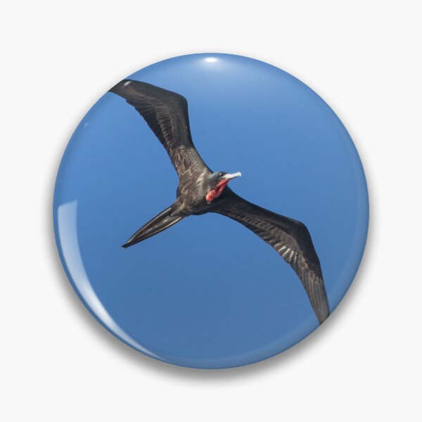 Item preview, Magnificent Frigatebird designed and sold by LaurenTucker.