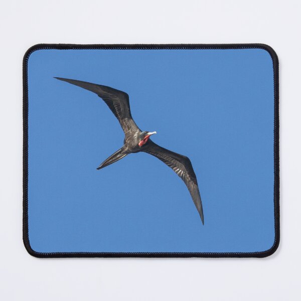 Item preview, Magnificent Frigatebird designed and sold by LaurenTucker.