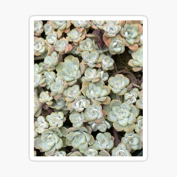 Succulent Family Sticker