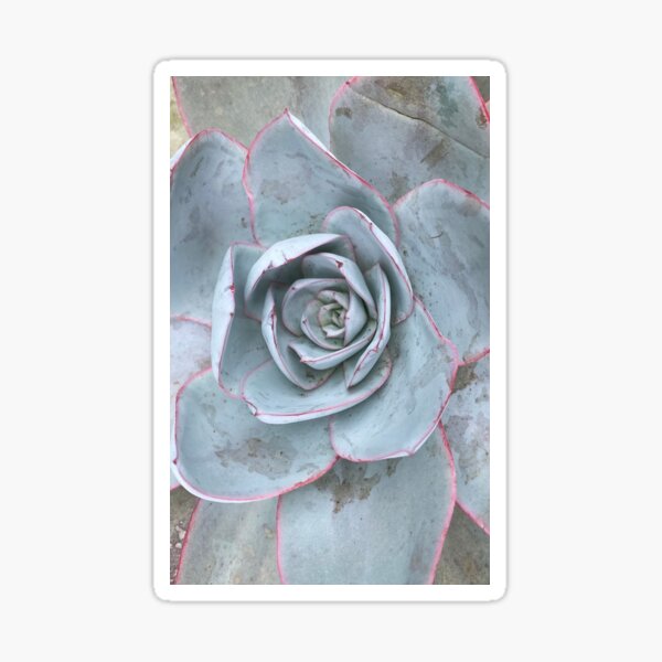 Succulent Gray Sticker