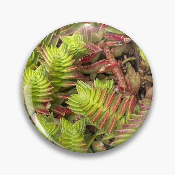 Item preview, Twist and Turn Succulent designed and sold by SucculentLovers.
