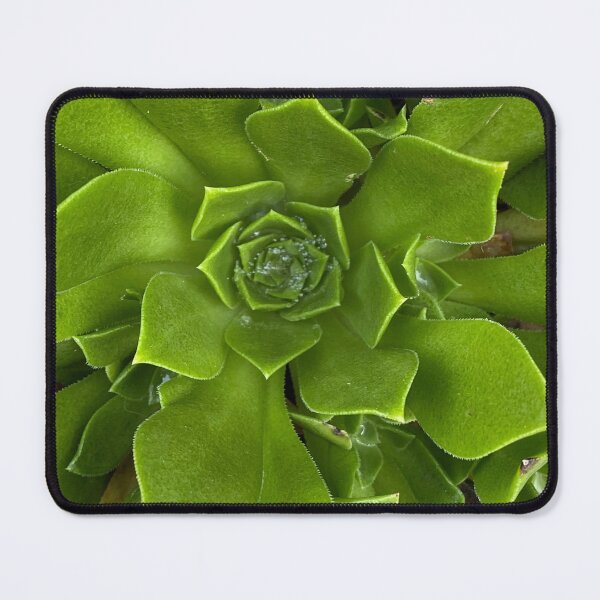 Item preview, Pure Green Succulent designed and sold by SucculentLovers.