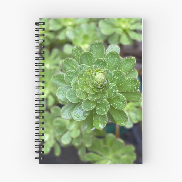 Item preview, Early Death Bloom Succulent  designed and sold by SucculentLovers.
