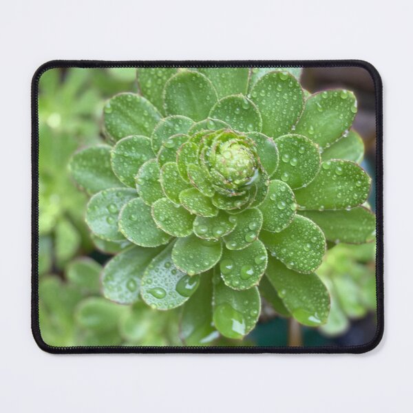 Item preview, Early Death Bloom Succulent designed and sold by SucculentLovers.