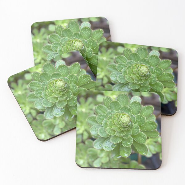 Early Death Bloom Succulent Coasters (Set of 4)