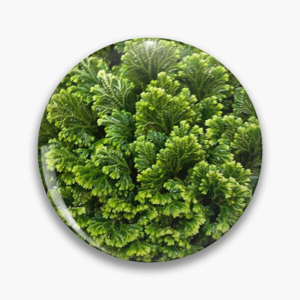 Item preview, Green Bulk designed and sold by SucculentLovers.