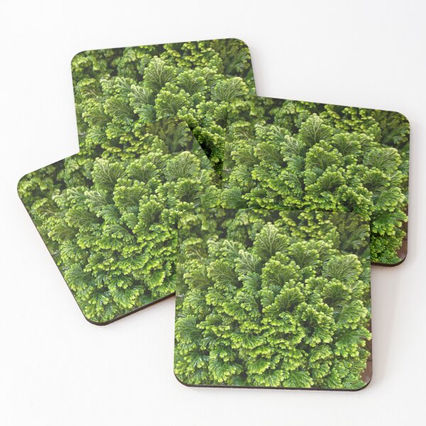 Item preview, Green Bulk designed and sold by SucculentLovers.
