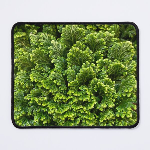 Item preview, Green Bulk designed and sold by SucculentLovers.